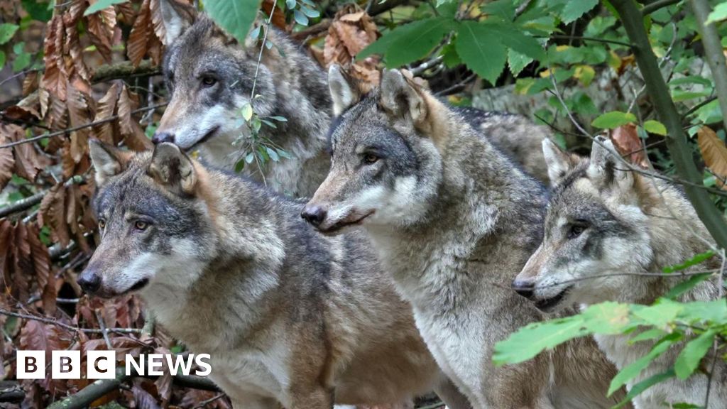 'Heartbroken' charity to review keeping wolves after cull - BBC
