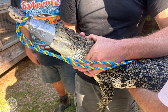 A saltwater crocodile seized in February from a property near Kempsey after NSW Police raided a property in relation to drug supply investigations.