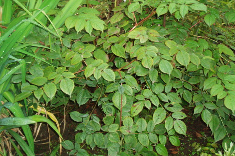 Astilbe rivularis, locally known as burokathi, is one of the medicinal plants traditionally used by Indigenous communities in Sikkim. Image by Khangchendzonga Conservation Committee via Flickr (CC BY-NC-SA 2.0).