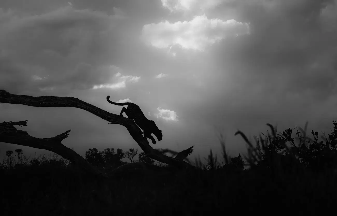 Sony World Photo Awards Regional and National Winners