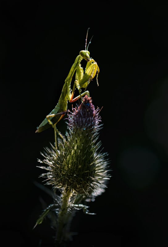 A green praying mantis is perched on top of a spiky thistle flower, both illuminated against a dark, black background.