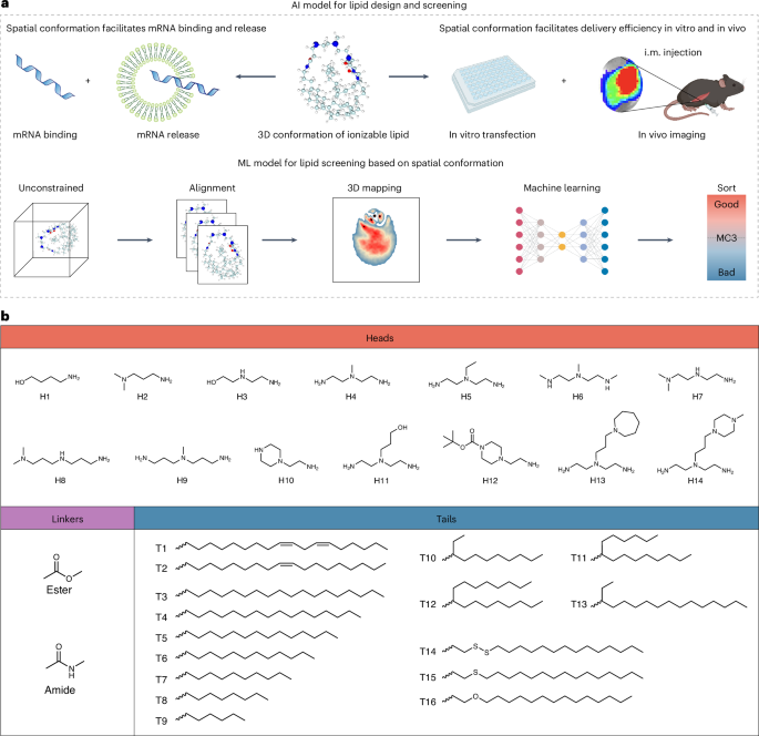 Artificial intelligence-guided design of LNPs for in vivo targeted mRNA delivery via analysis of the spatial conformation of ionizable lipids