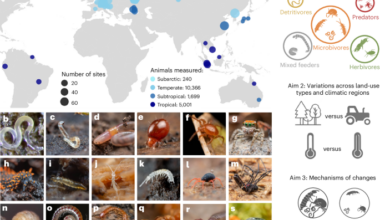 Greater trophic diversity of soil animal communities under agricultural land use and tropical climate