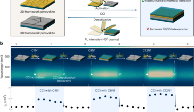 Contact-triggered molecular interactions enable structural refinement of perovskite layers in solar cells