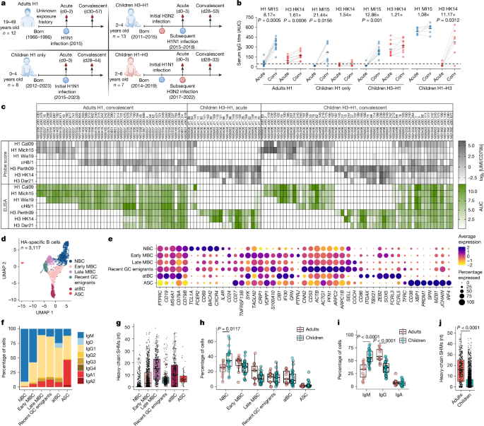 B cell imprinting in children impairs antibodies to the haemagglutinin stalk