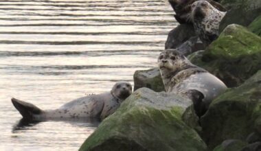 PQB News reader Judee Doyle shares this great shot. &ldquo;I was down at the French Creek Marina and was happy to see the arrival of the sea lions. This year it seems louder (if that is possible) and lots of activity while these big creatures await the arrival of the yummy herring,&rdquo; she said. If you have a photo you&rsquo;d like to share in print or online, email a high-resolution copy to editor@pqbnews.com.