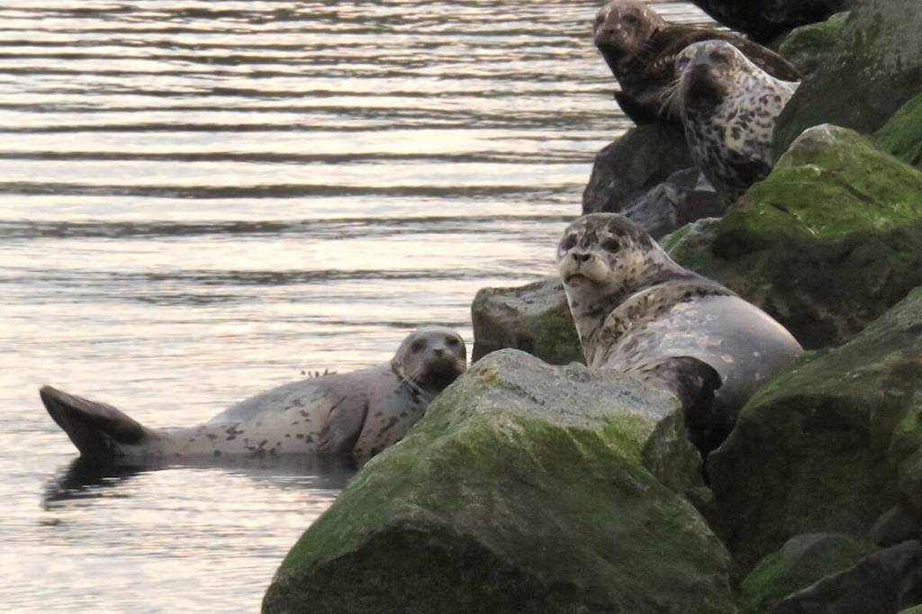 PQB News reader Judee Doyle shares this great shot. &ldquo;I was down at the French Creek Marina and was happy to see the arrival of the sea lions. This year it seems louder (if that is possible) and lots of activity while these big creatures await the arrival of the yummy herring,&rdquo; she said. If you have a photo you&rsquo;d like to share in print or online, email a high-resolution copy to editor@pqbnews.com.