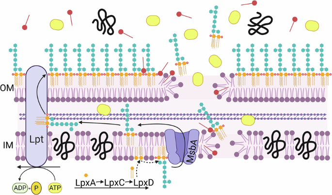 Combinations of colistin and bacteriocins prevent the selection of colistin resistance in Acinetobacter baumannii