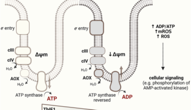 Reversal of ATP synthase is a key attribute accompanying cellular differentiation of Trypanosoma brucei insect forms