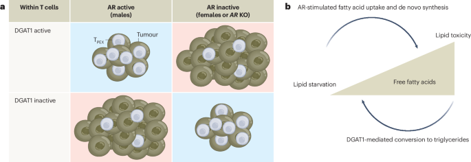 Fat chance of male and female equality in tumour immunity