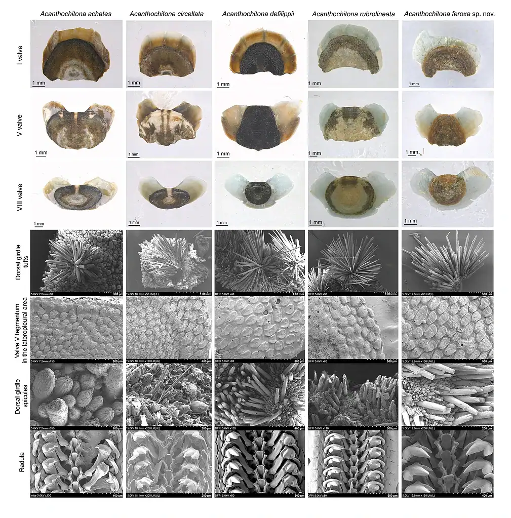 A detailed comparison of Acanthochitona species shells and microstructures under various imaging tec.