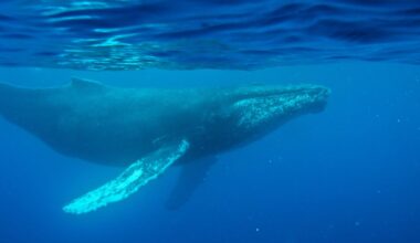 Oldest known audio of humpback whale song discovered on vintage disc