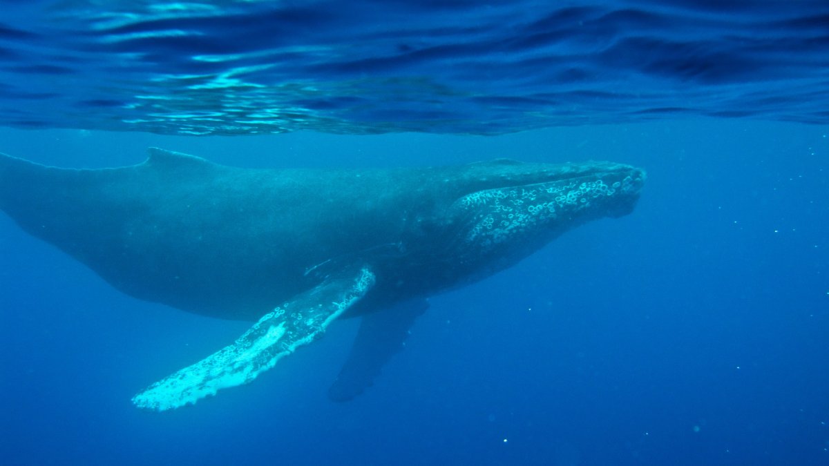 Oldest known audio of humpback whale song discovered on vintage disc