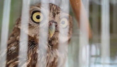 Türkiye treats, releases over 58,000 injured wild animals