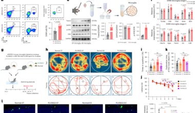 Exercise alleviates cognitive dysfunction in Alzheimer’s disease mice via skeletal muscle-derived extracellular vesicles that enhance plaque clearance by microglia