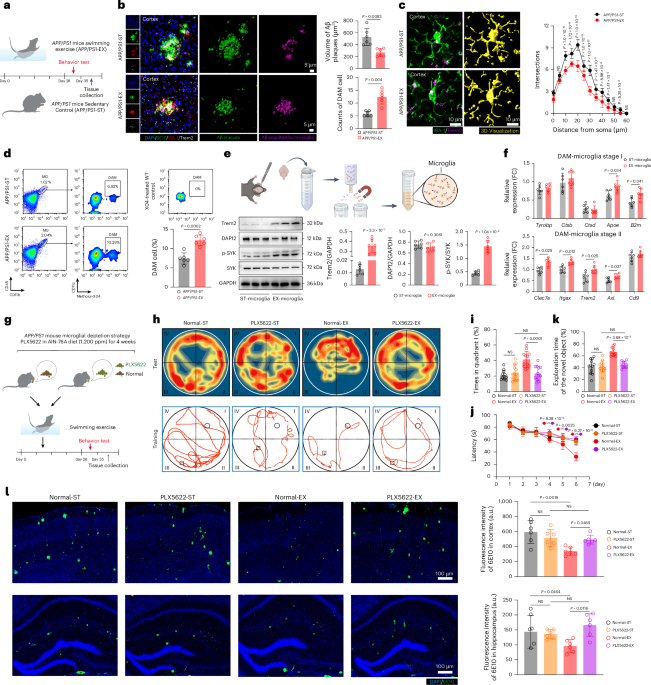 Exercise alleviates cognitive dysfunction in Alzheimer’s disease mice via skeletal muscle-derived extracellular vesicles that enhance plaque clearance by microglia