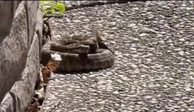 Park rangers warn hikers to be cautious of rattlesnakes amid Bay Area heat wave – NBC Bay Area