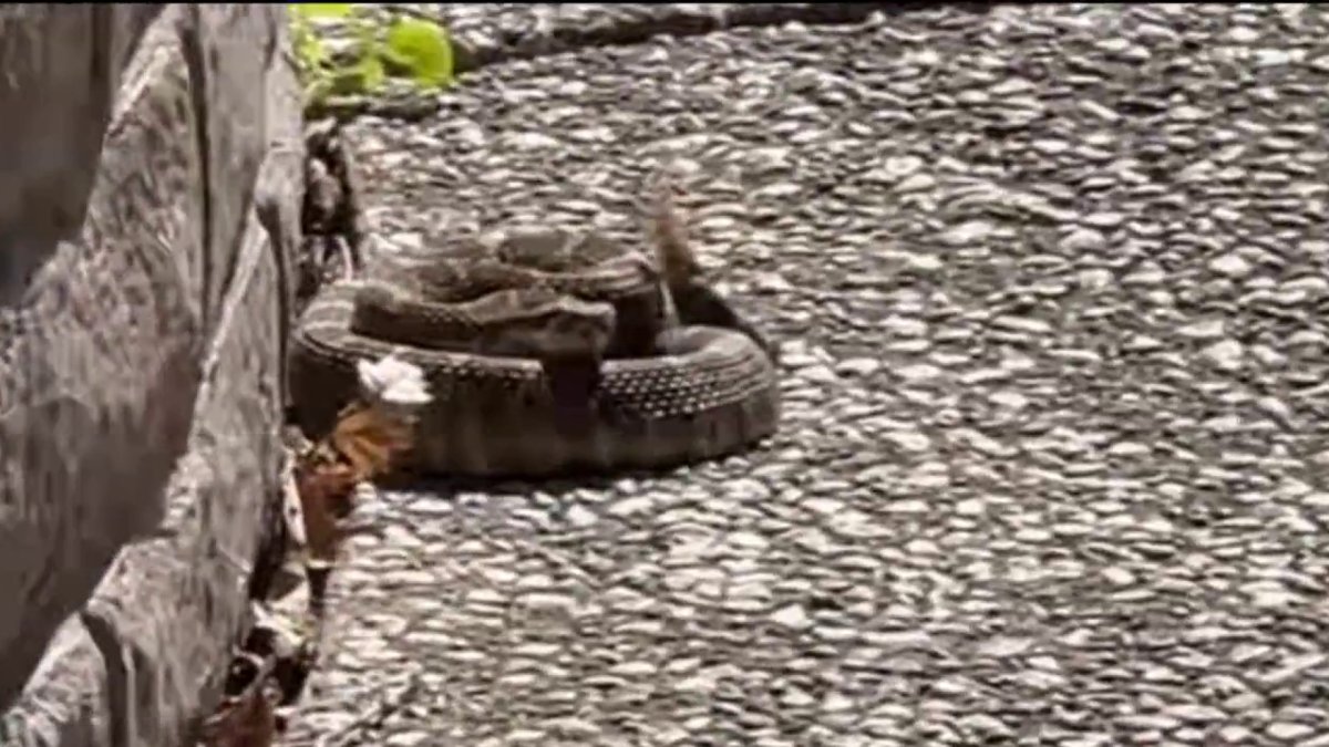 Park rangers warn hikers to be cautious of rattlesnakes amid Bay Area heat wave – NBC Bay Area