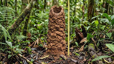 47-centimetre ‘cicada towers’ in the Amazon rainforest act like lungs; scientists crack the mystery using condoms