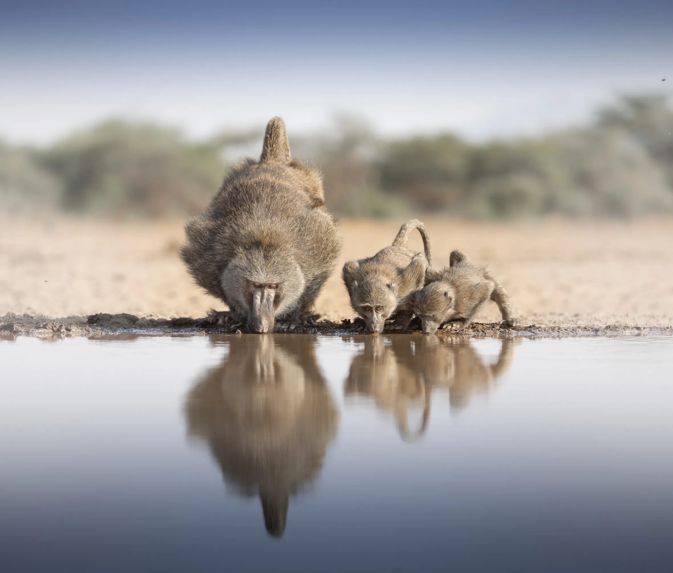 Baboon family lines up for a drink at dusty Kenya waterhole