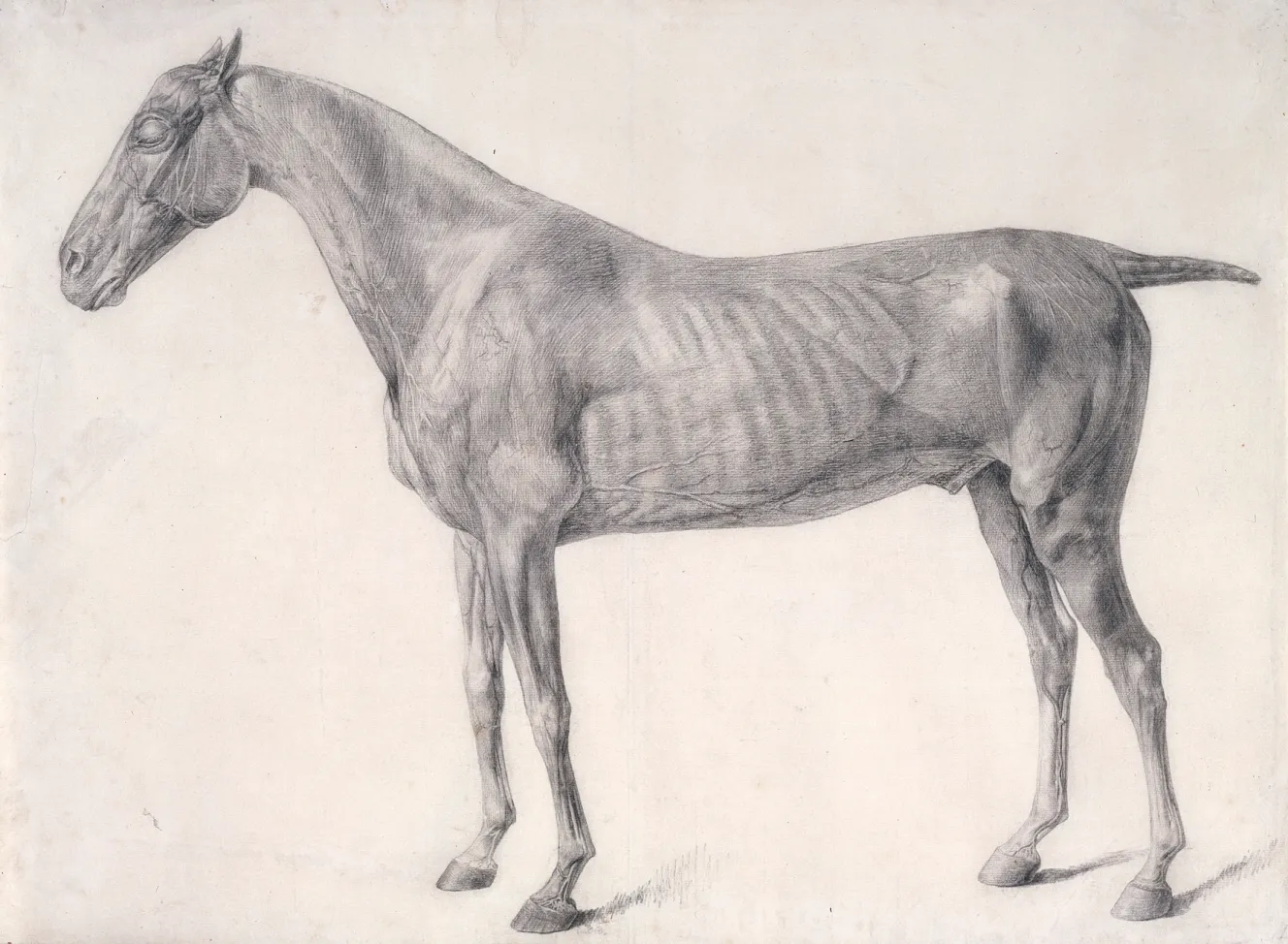 Illustration of an anatomical study of a horse by George Stubbs.