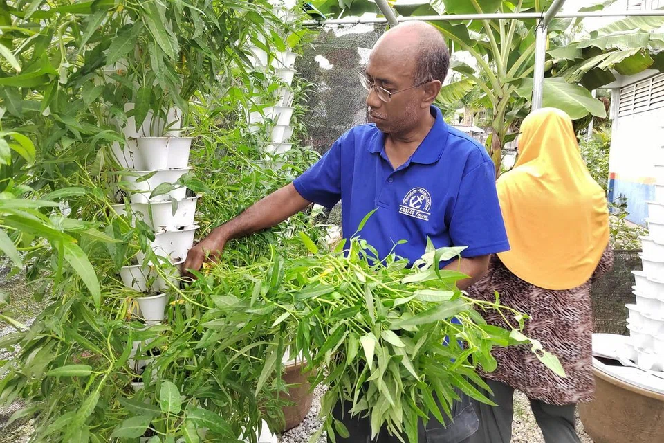 Expected price hikes for feed, fertilisers in Malaysia may have spillover effect on Singapore