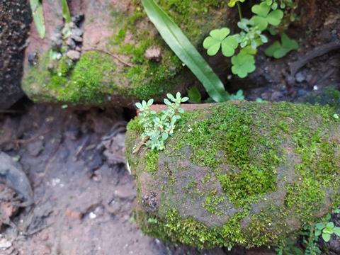 Anthoceros fusiformis