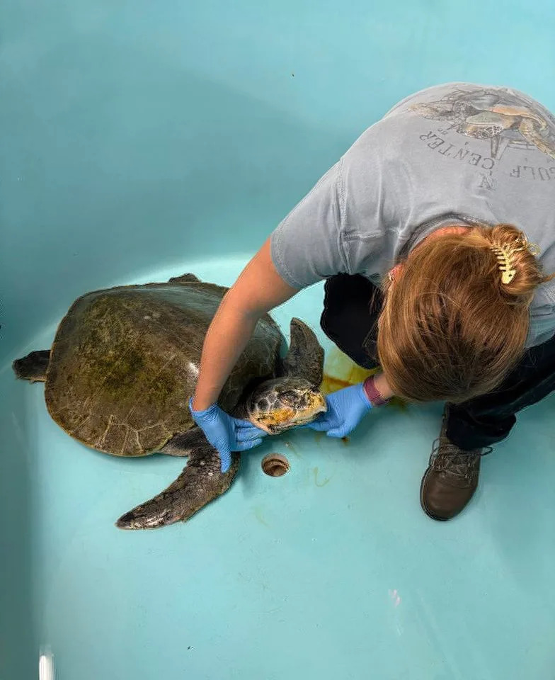A Gulf Center for Sea Turtle Research assisting a Kemp's ridley sea turtleCredit: Gulf Center for Sea Turtle Research Facebook
