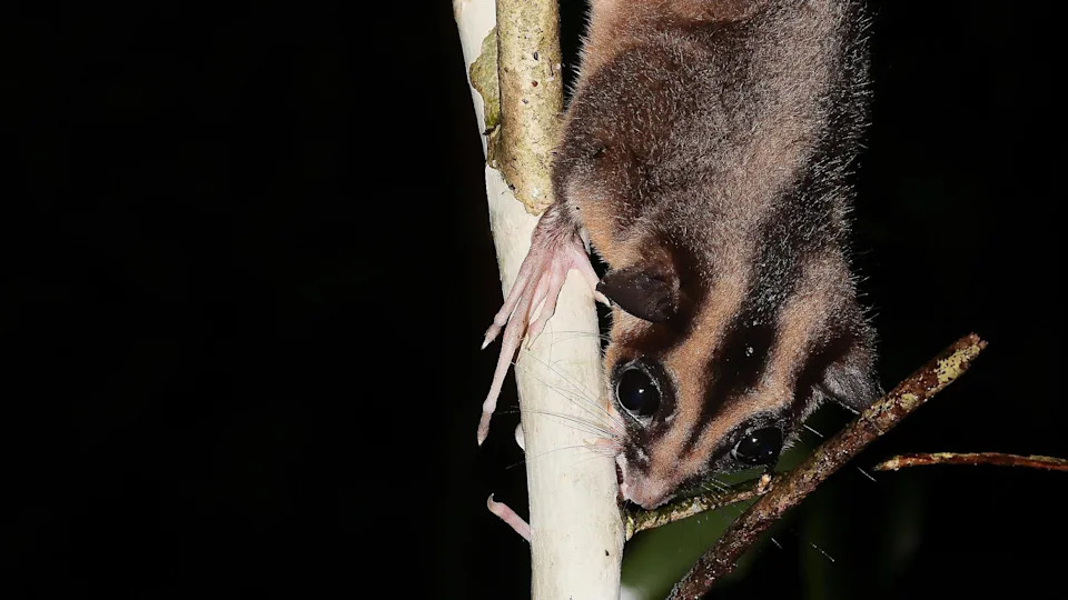 A pygmy long-fingered possum with one very long finger clearly visible on a tree branch with a black background