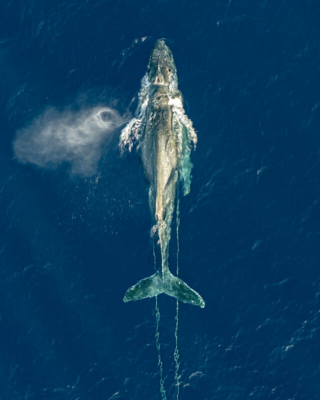 Aerial view of a large whale swimming near the ocean surface, with its tail entangled in rope and a spout of water coming from its blowhole.