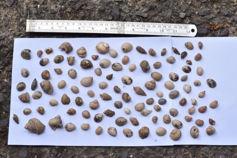 Researchers counted 106 hermit crab shells inside one 500 ml bottle, showcasing the lethality of a single small plastic bottle. Image by Vishnu T.