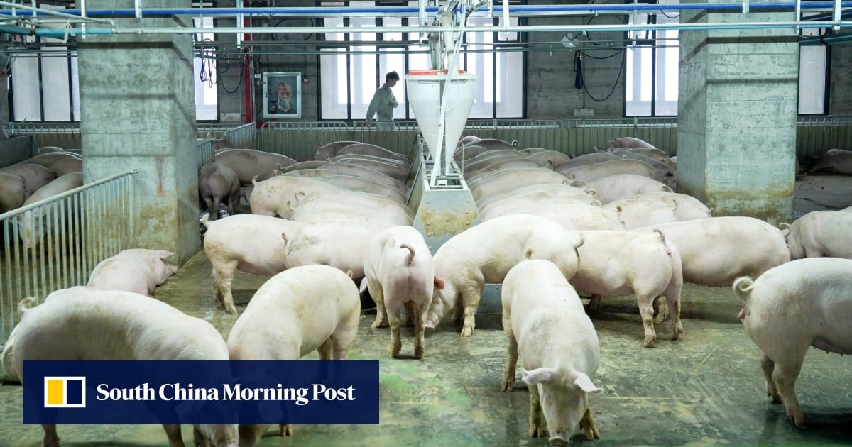 China’s massive pig farms spark a supply glut as hog prices hit 8-year low
