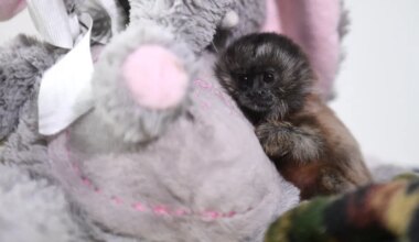 Abandoned baby monkey cuddles stuffed toy — and other news in pictures