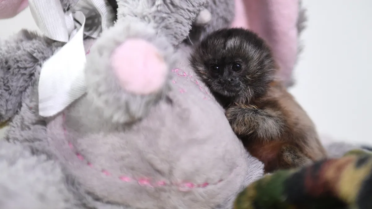 Abandoned baby monkey cuddles stuffed toy — and other news in pictures