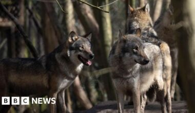 Wolves put down by Kent charity after 'pack dynamics' break down - BBC