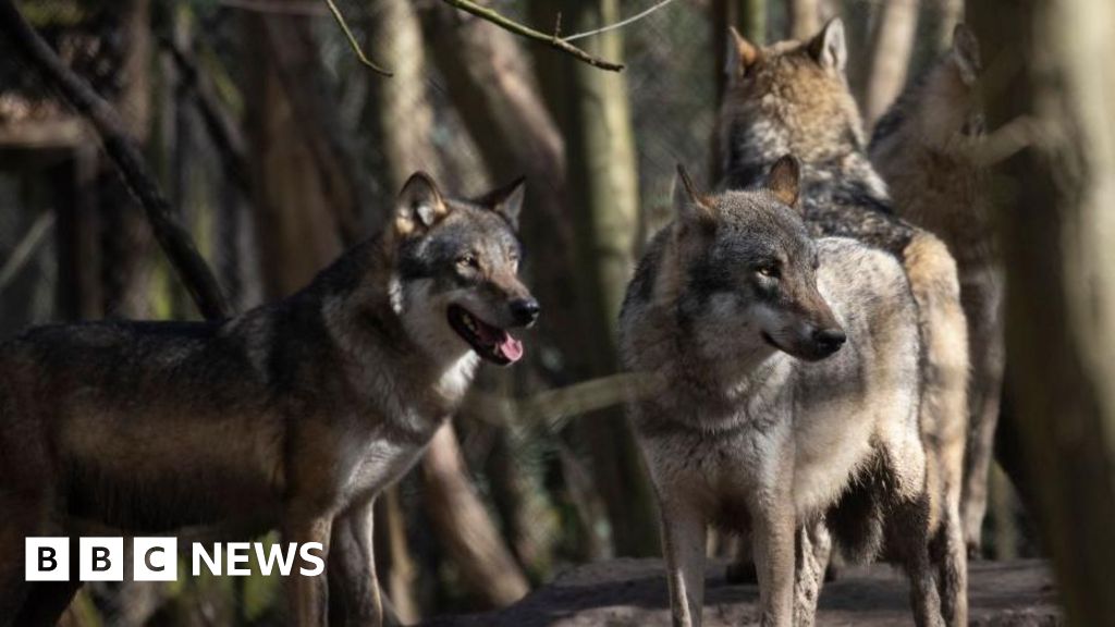 Wolves put down by Kent charity after 'pack dynamics' break down - BBC