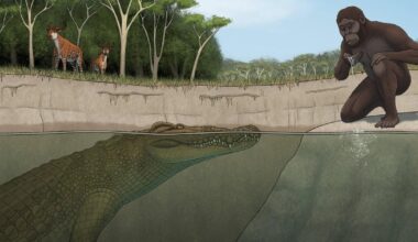 Lucy's Peril: Extinct Giant Crocodile That Lived With Hominins Identified in Ethiopia