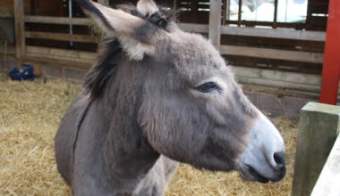 Yahoo lifestyle home