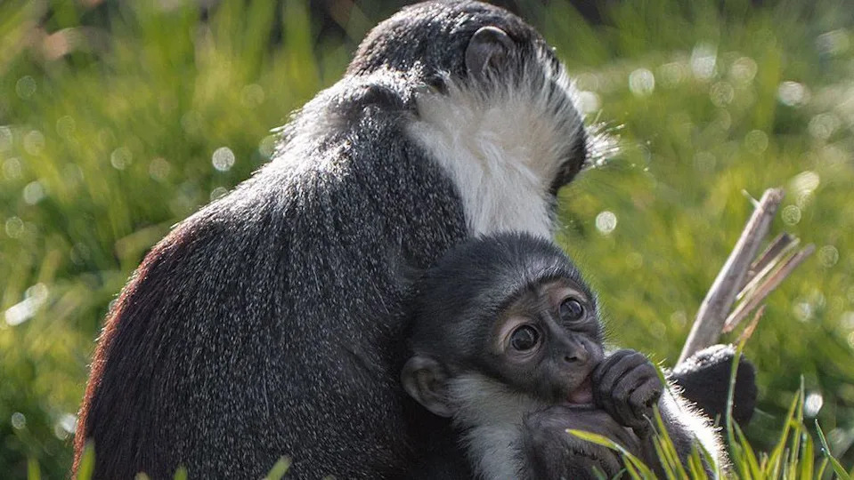 Roloway monkey Masaya holds her newborn Lagertha who is facing the camera. They are sitting in long grass at Chester Zoo on a sunny day.
