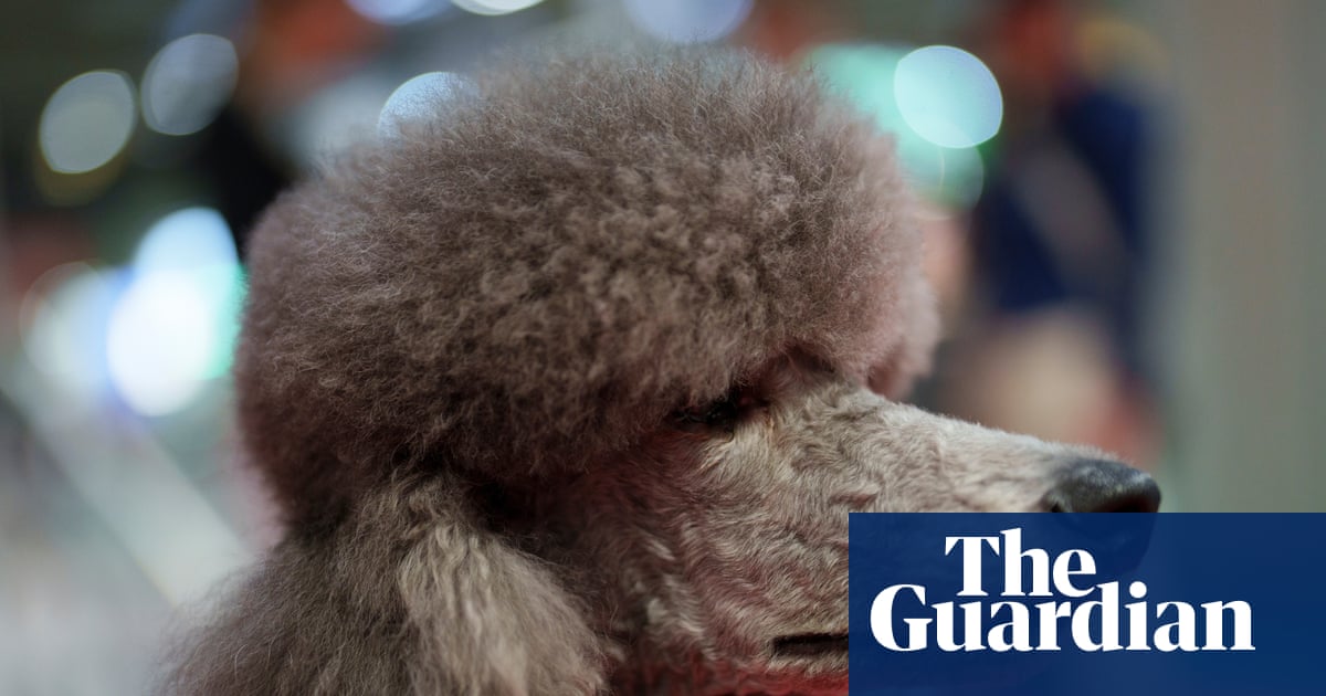 TV tonight: Crufts with Claudia Winkleman and Clare Balding | Television & radio