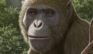 New ape discovery ‘reshaping’ understanding of evolution | National