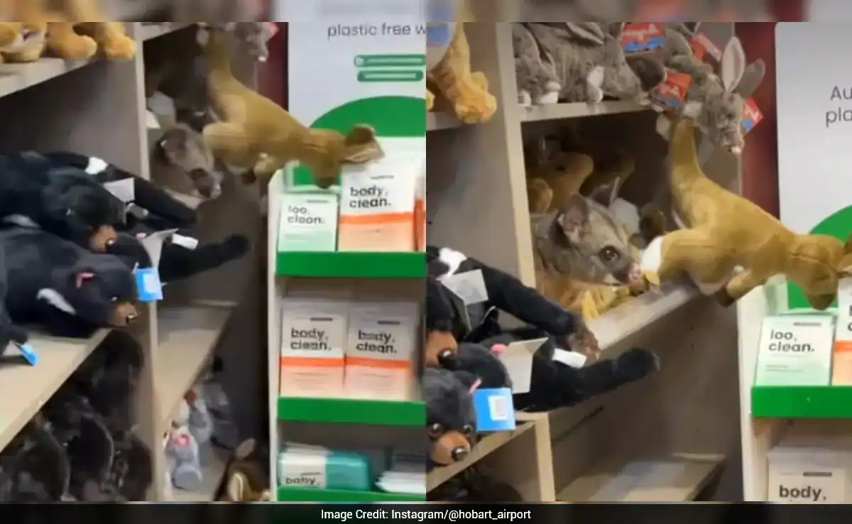 Wild 'Imposter' Possum Caught Hiding Among Stuffed Animals At Australian Airport Shop
