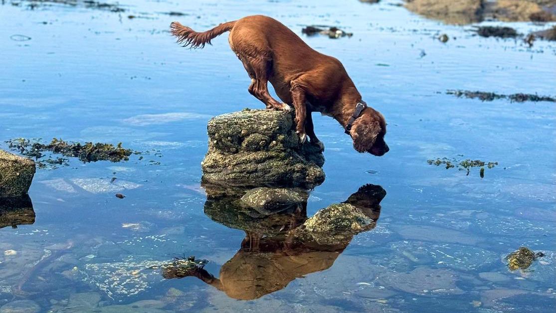 11-year-old wins photo prize with image of dog stuck on rock that can't swim – and it captured 31% of the public vote