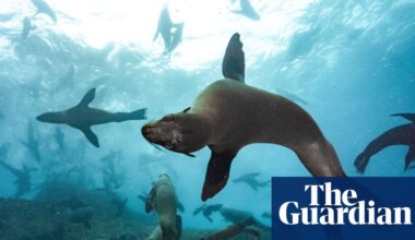 ‘There’s biological treasure here’: Chile’s endemic seals gain protection with new marine park | Oceans