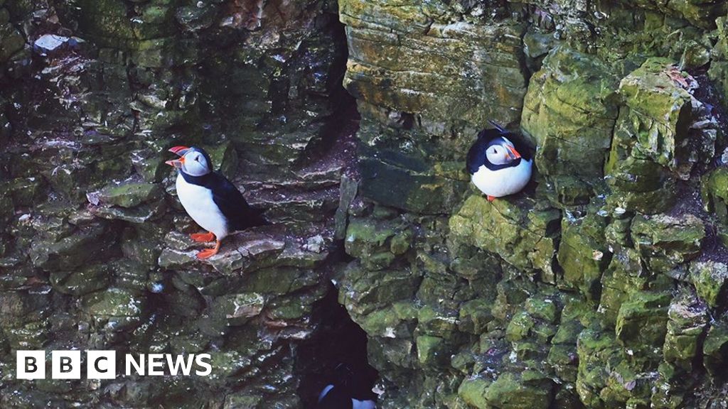 Endangered puffins return to breeding grounds - BBC