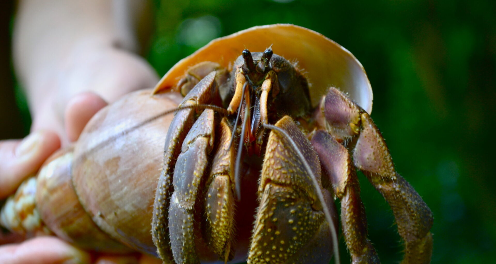 Marine litter traps thousands of hermit crabs