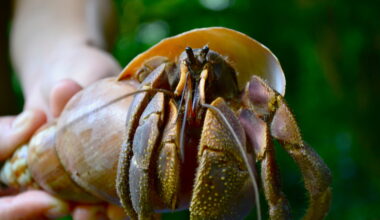 Marine litter traps thousands of hermit crabs