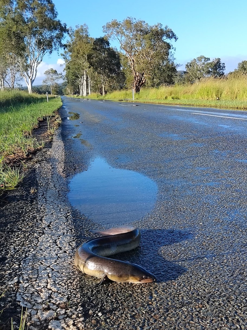 Eel on the road