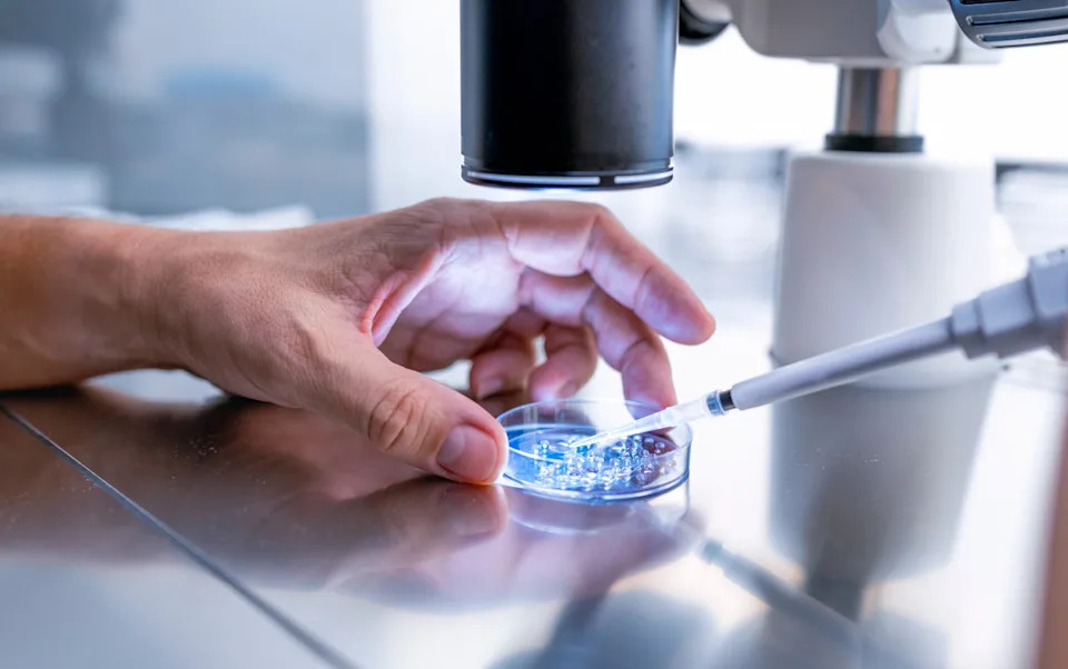 A doctor preparing an embryo cultivation plates