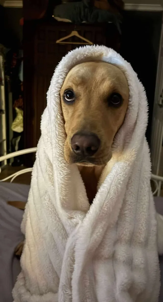 Dog 'solves Victorian murder' after digging up poison bottle in the garden